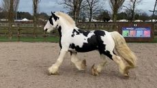 rescue pony