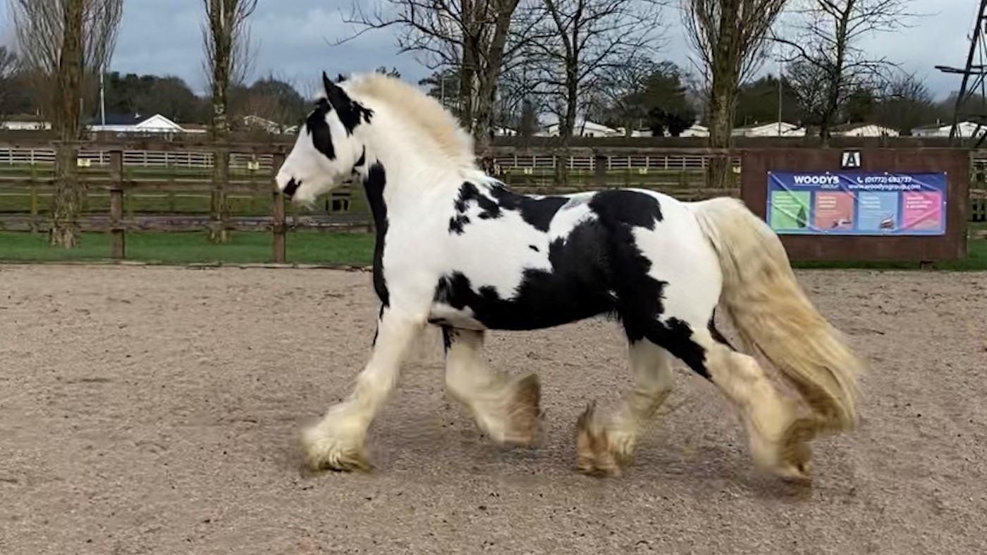 rescue pony
