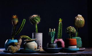 hybrid plants in pots