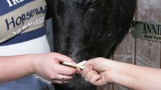 selling a horse