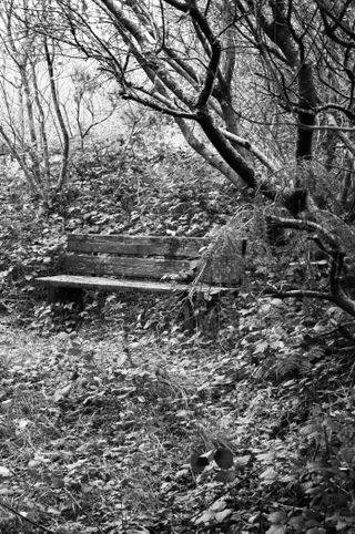 Leica M11-D image of a bench in the woods shot at ISO 6,400 in black and white