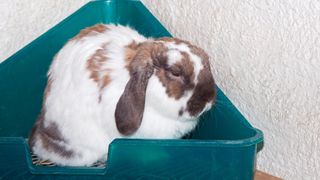 Rabbit using litter tray