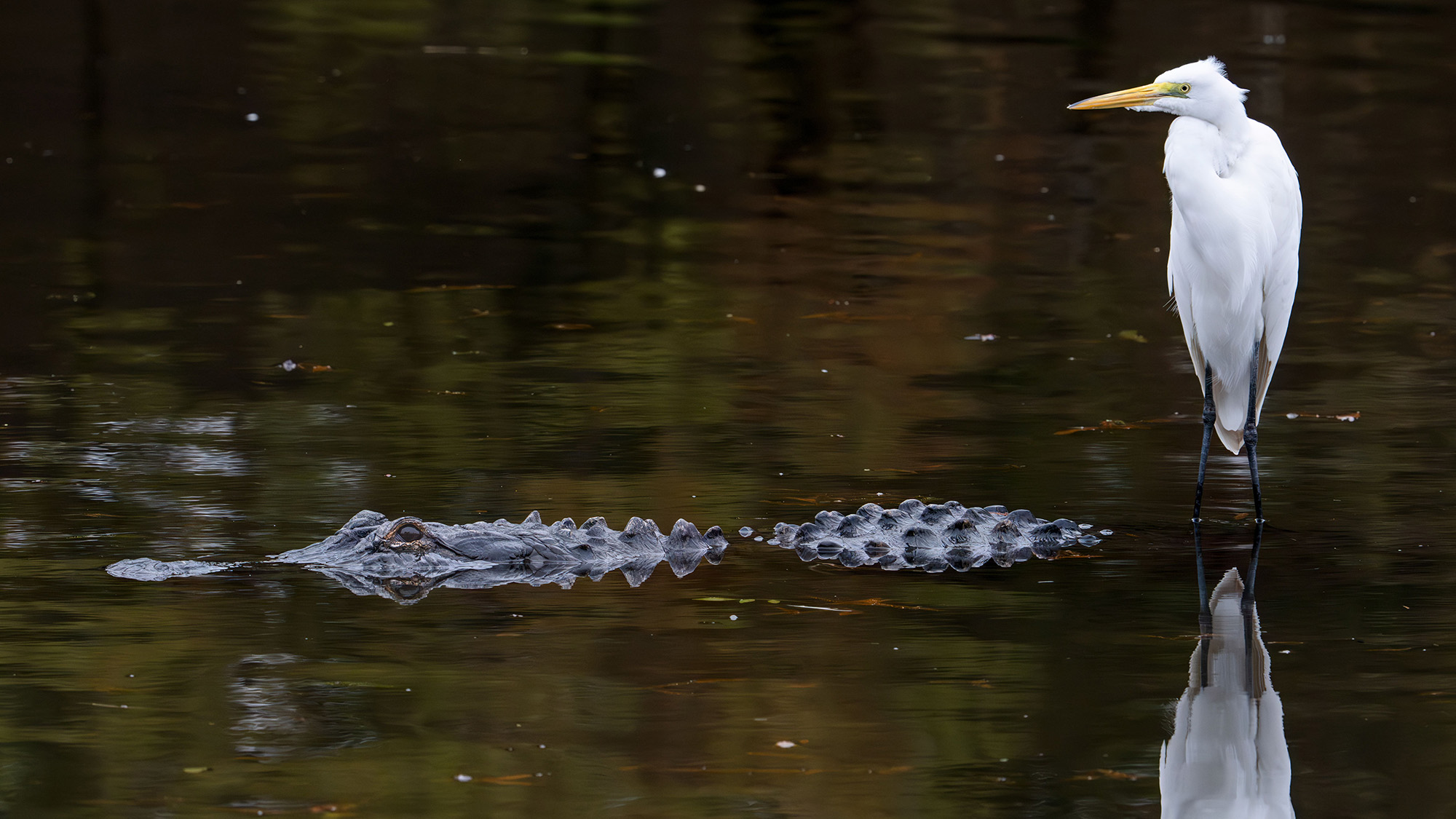A great egret rides on the back of an alligator in Orlando, USA