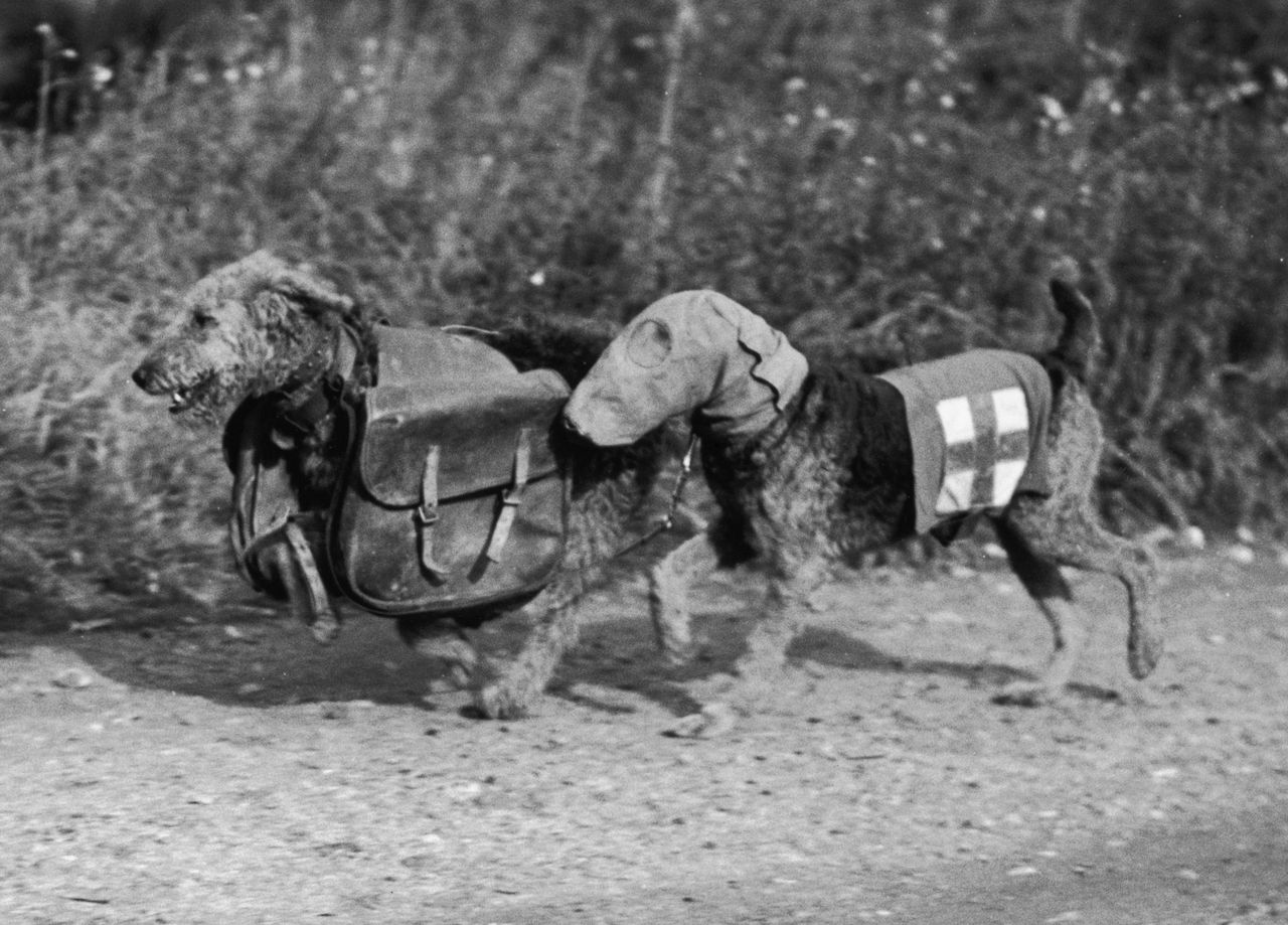 A historical series showing Airedale terriers through time &mdash; from wartime heroes to beloved companions. The images include: Airedales carrying messenger satchels during the First World War; dogs in gas masks used for training exercises; soldiers preparing a message-carrying Airedale with a basket strapped to its back; a vintage Hollywood scene featuring a well-dressed couple and their terrier; and a 1920s woman posing proudly with her Airedale on the steps of her home. Together, they capture the breed&rsquo;s extraordinary versatility &mdash; from battlefield bravery to loyal domestic life.