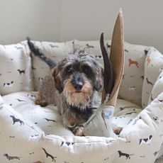 white dog bed