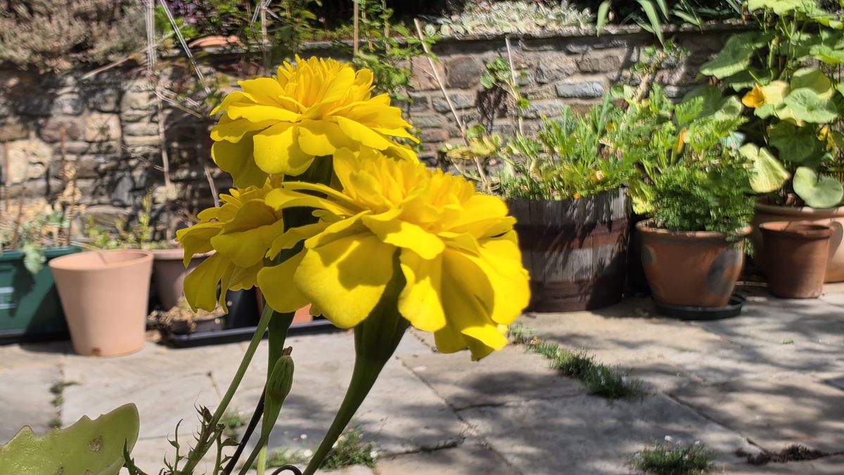 A camera sample taken on the Samsung Galaxy Z Fold 8, showing some yellow flowers.