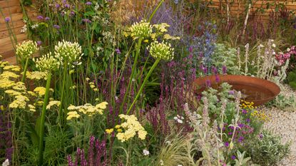 dry garden with agapanthus, achillea and eryngium
