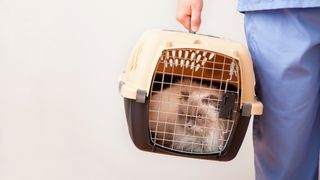 How to get a cat into a carrier: Cat in carrier being lifted by vet 