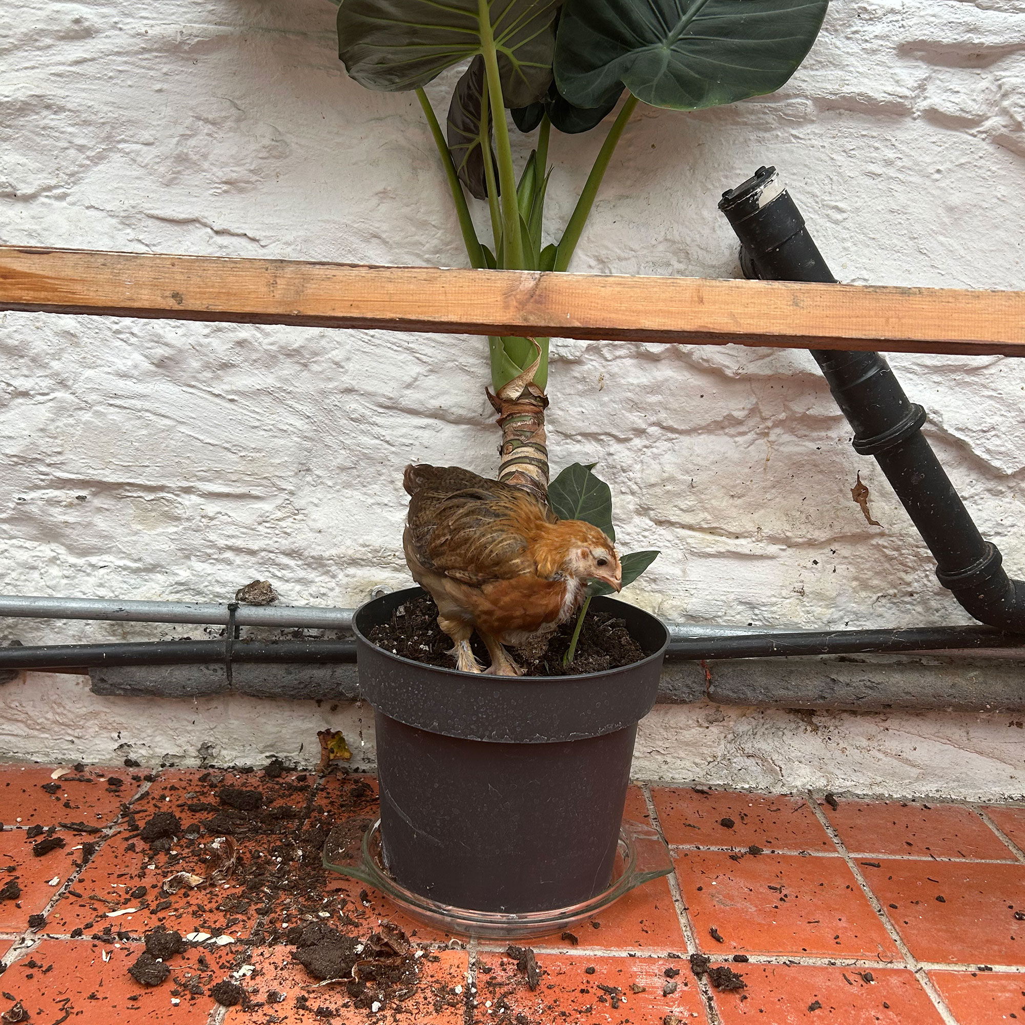 Small chicken in houseplant pot, with soil spilled onto terracotta tiled floor