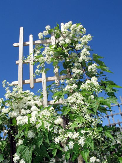 Support Fence Holding White Flowers