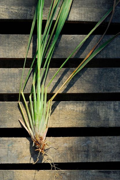 Rooted Lemongrass