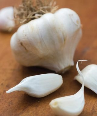 Early Italian Garlic
