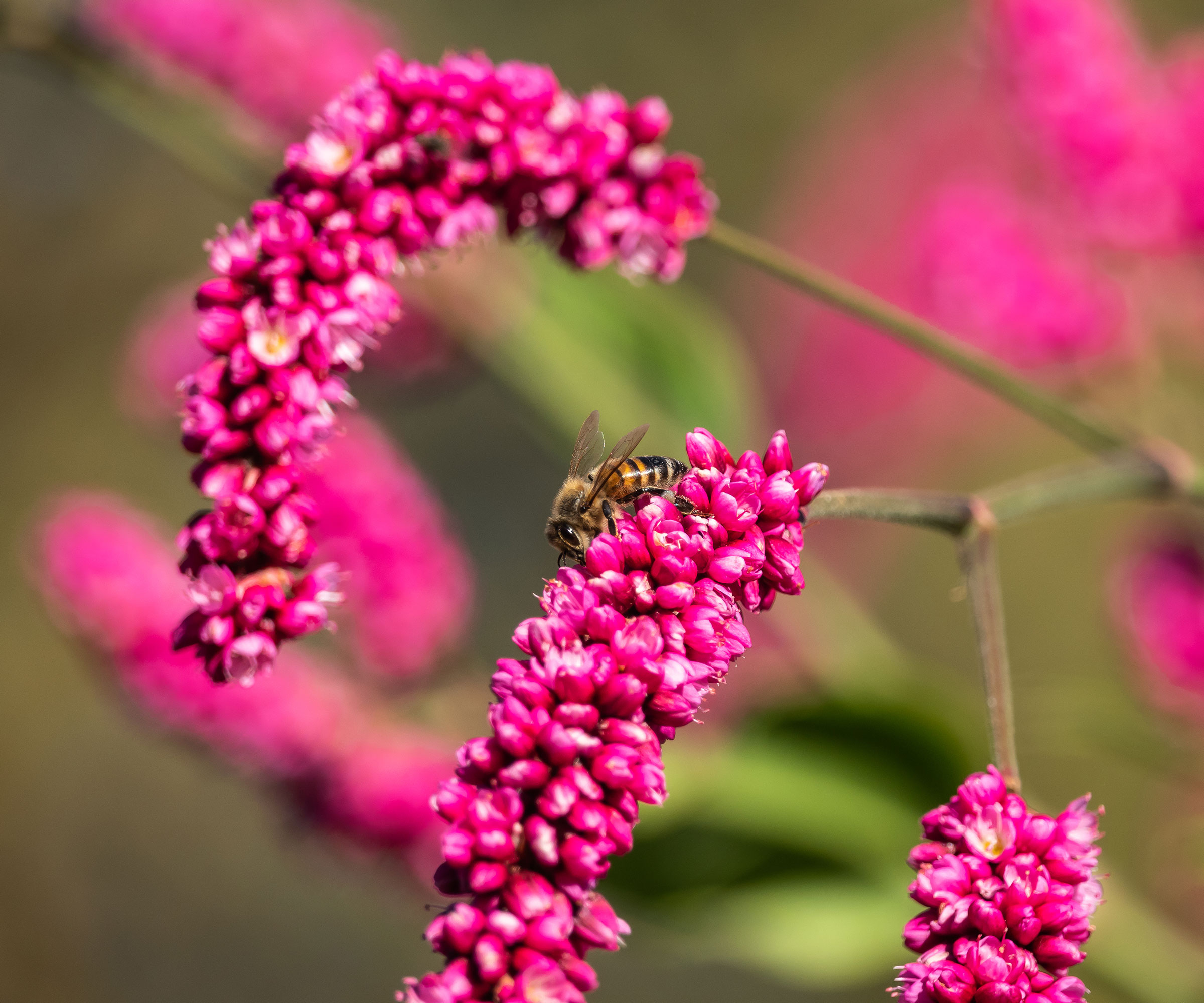 flowering kiss me over the garden gate plants with a bee