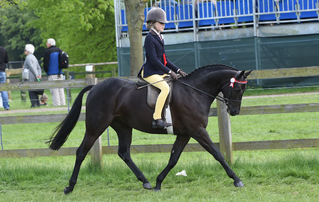 Charlotte Tuck riding RhoscElodie, Champion in the Novice Show Pony Championship during Saturday of the Royal Windsor Show, in the grounds of Windsor Castle in Windsor in the county of Berkshire, UK on 14th May 2016