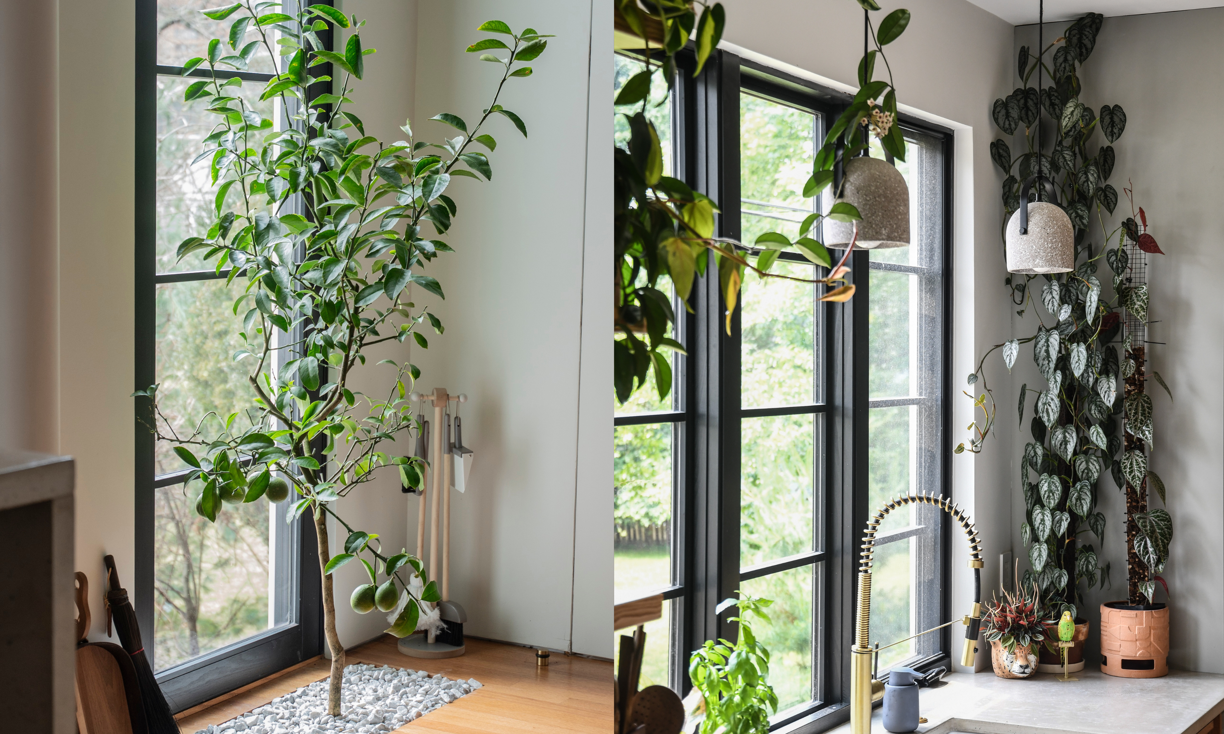 Lemon tree growing in a home, and large trailing pothos in a kitchen