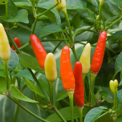 colorful chili peppers growing on plant 