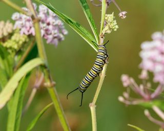 Monarch (Danaus Plexippus) caterpillar on Swamp Milkweed