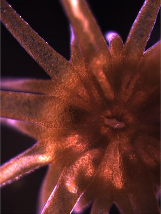 Close-up of the sea-anemone, Aiptasia. Note the symbiotic algae, symbiodinum (the brown dots) in the tissue of the animal tissue.