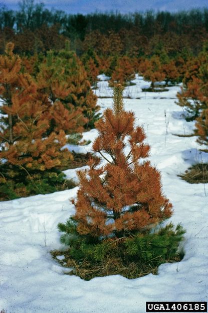 Winter Burn On Evergreen Trees Surrounded By Snow