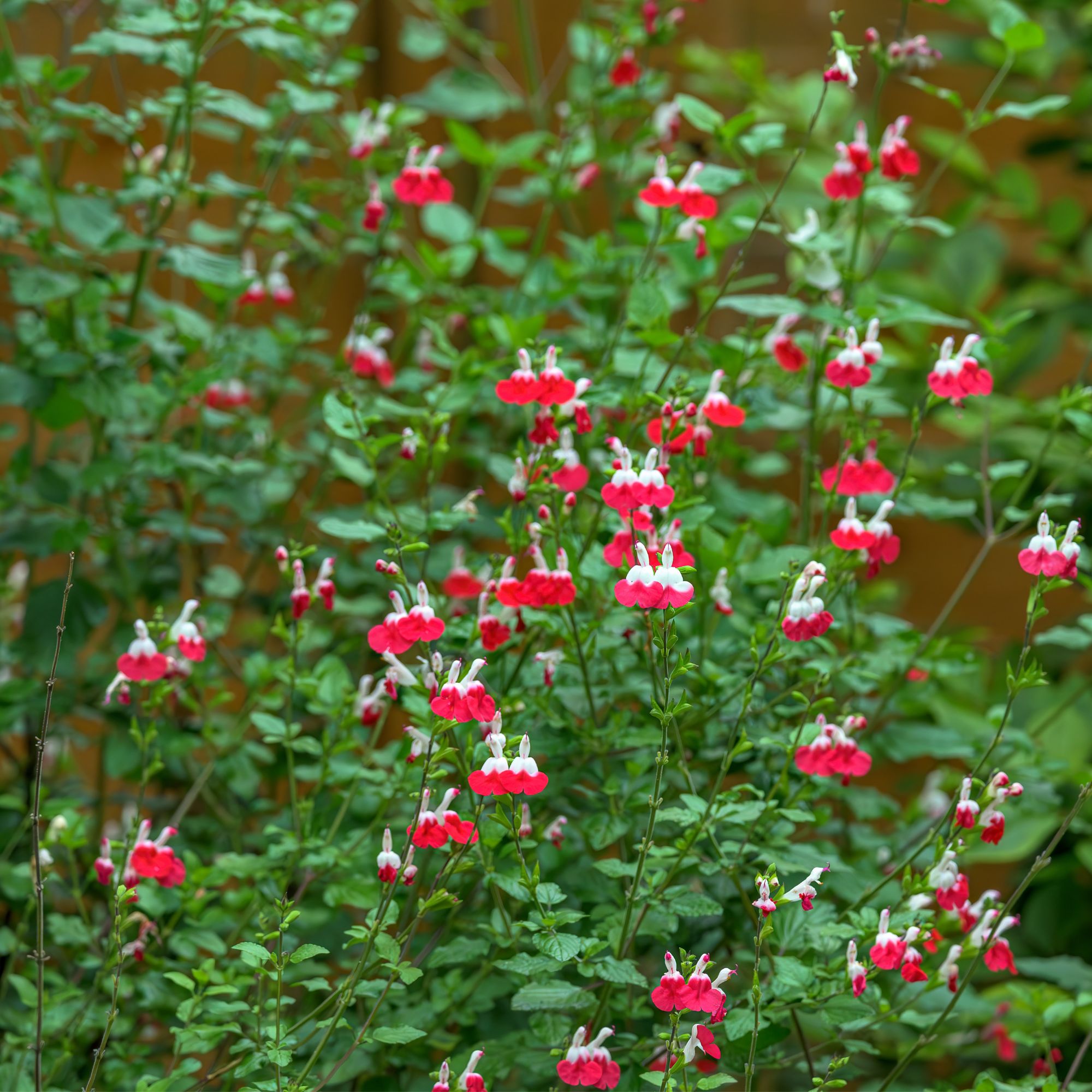 red and white salvias