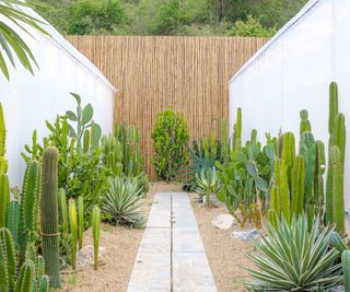 repeat planting of cacti in garden