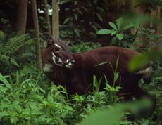 saola, asian unicorn, endangered species, vietnam, saola nature reserve, laos, annamite mountains, large mammals