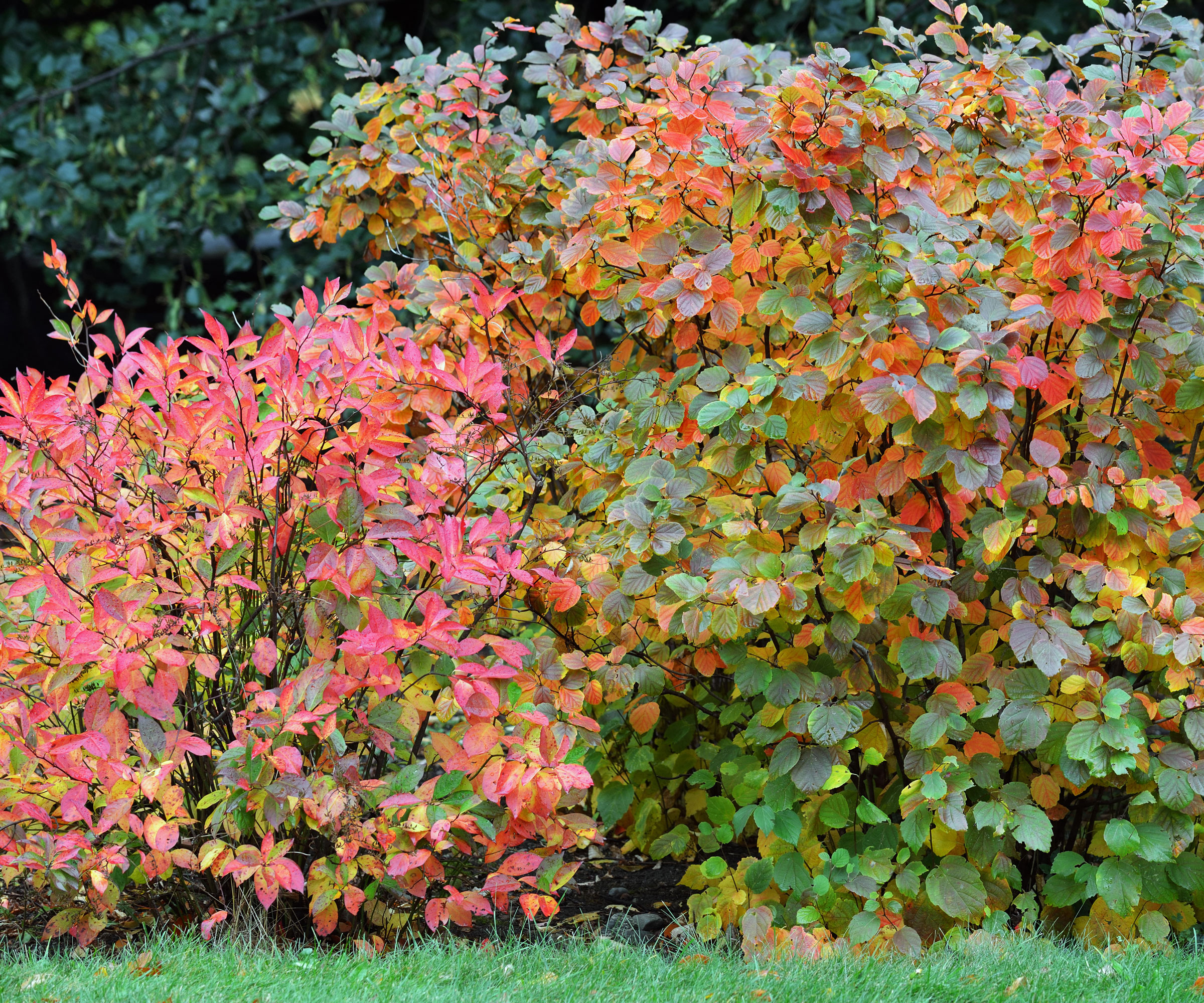 fothergilla Mount Airy with green and gold and red leaves