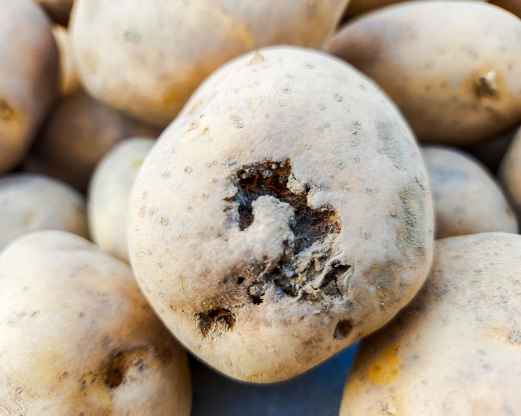 potato with scab disease