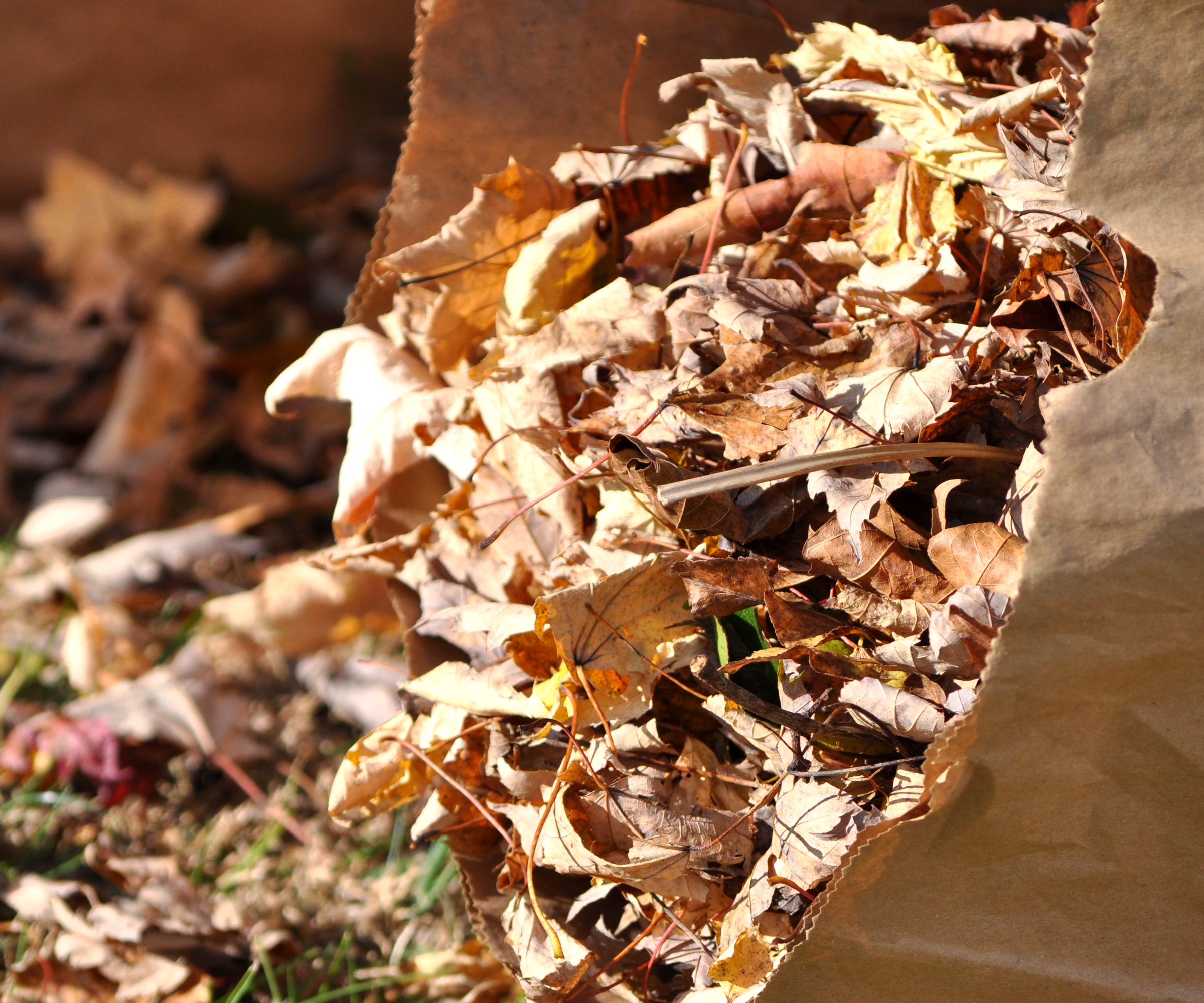 crispy fall leaves in brown paper bag