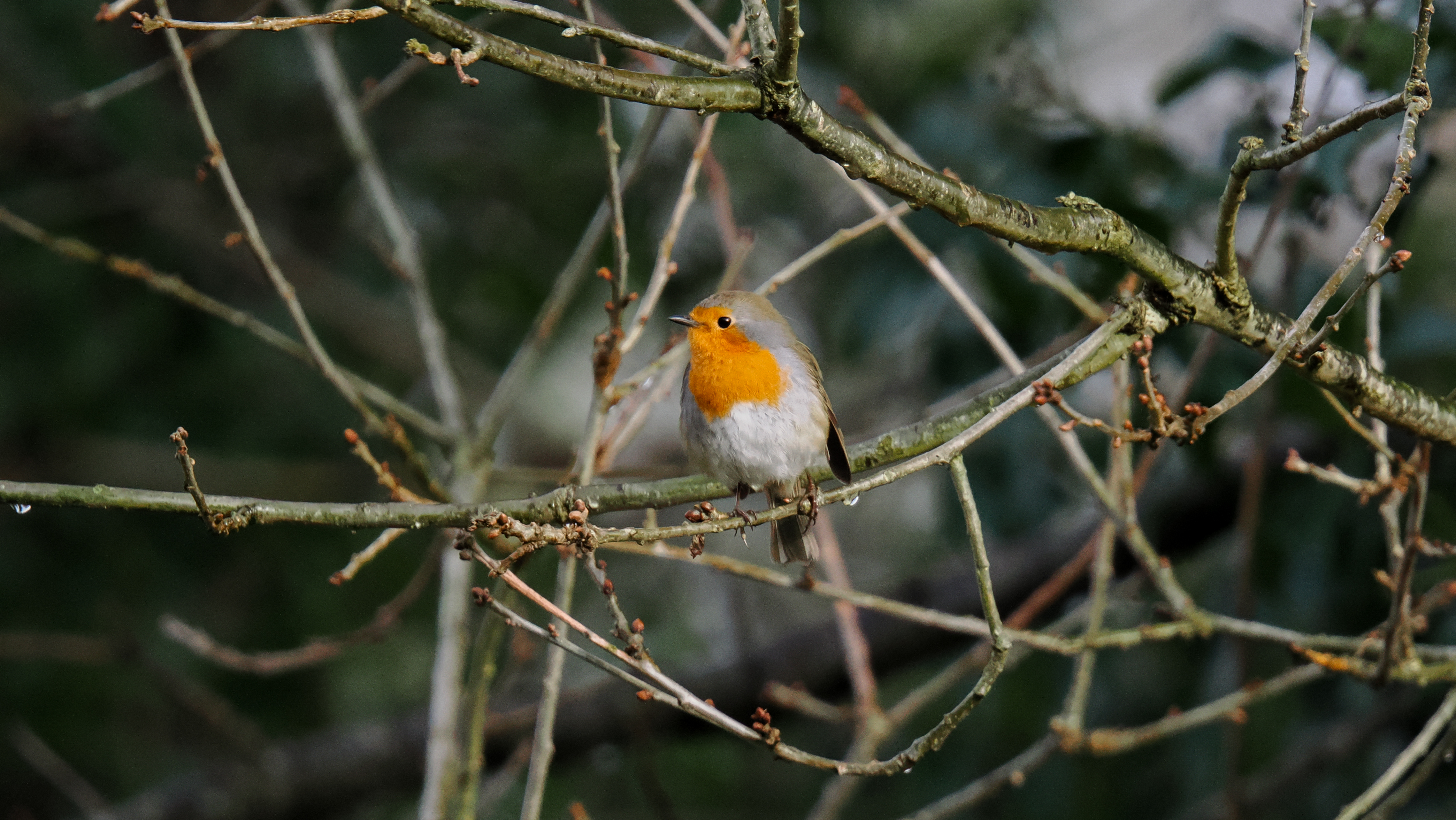 A photo taken on an OM System OM-1 Mark II Micro Four Thirds mirrorless camera