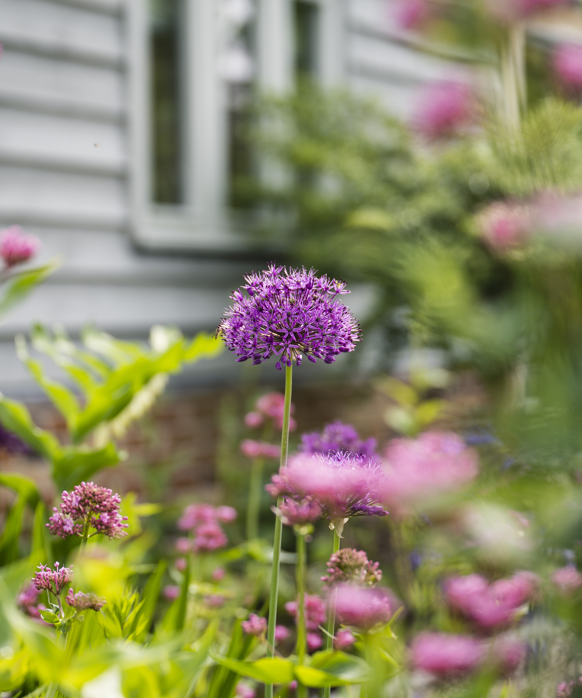 Allium plant blooming in a garden border