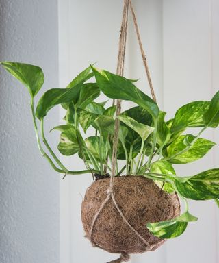 Devil's ivy plant in hanging pot