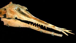 The skull of the ancient dolphin Nihohae matakoi, which had jutting out teeth at the end of its snout, on a black background