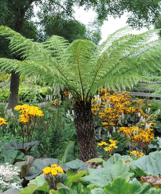 large tree fern in a garden border