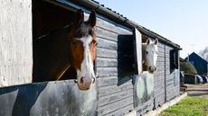 Stable yard stock images horse horses in stable