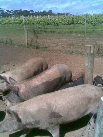 Pigs at McHenry Hohnen