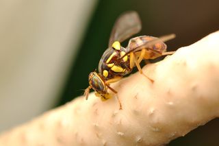 an oriental fruit fly sitting on a branch