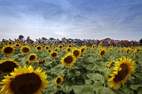 Another obligatory sunflower shot.