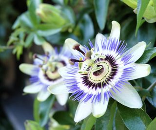 Closeup of passion flower plant with exotic looking blooms