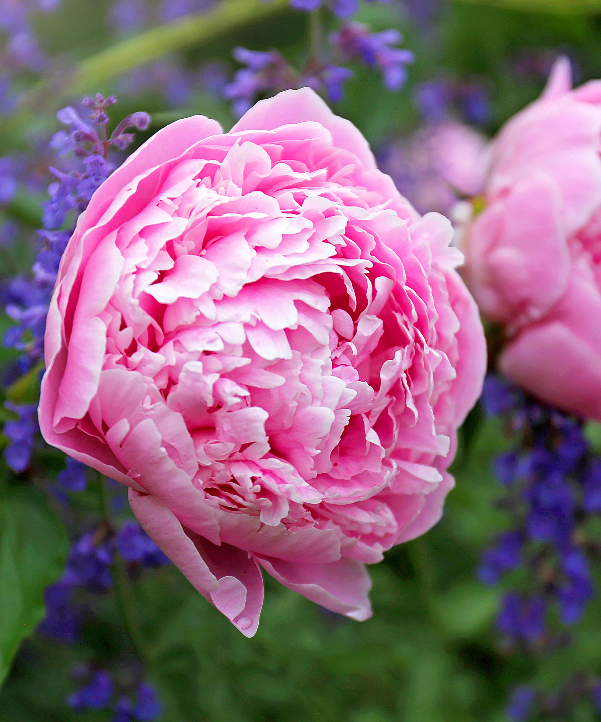 pink peonies and purple nepeta