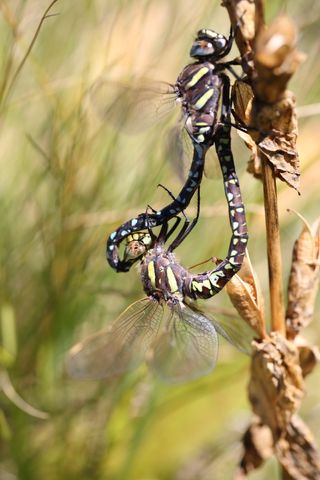 Female dragonflies can be harassed by males while they find a site to lay their eggs.