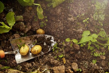 How to grow potatoes in a container potatoes in soil
