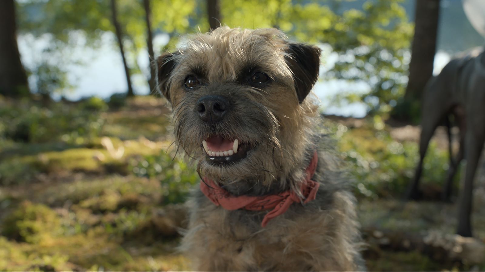 Meet the Strays cast: who voices the dogs in the comedy | What to Watch