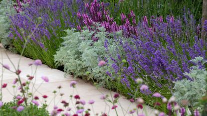path bordered with lavender and other flowers