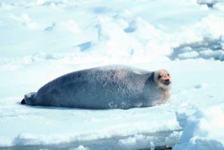Bearded seal