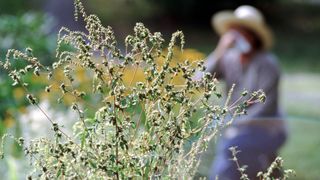 9 allergy season symptoms: Image shows woman in field