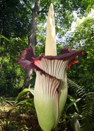 Sumatra for curious corpse flowers