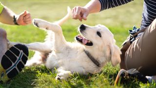People playing with golden retriever on grass