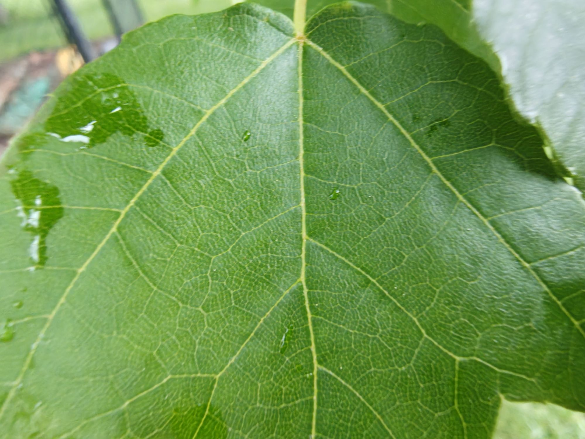 Motorola Razr Ultra 2025 macro sample.