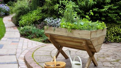 Herbs in wooden planter